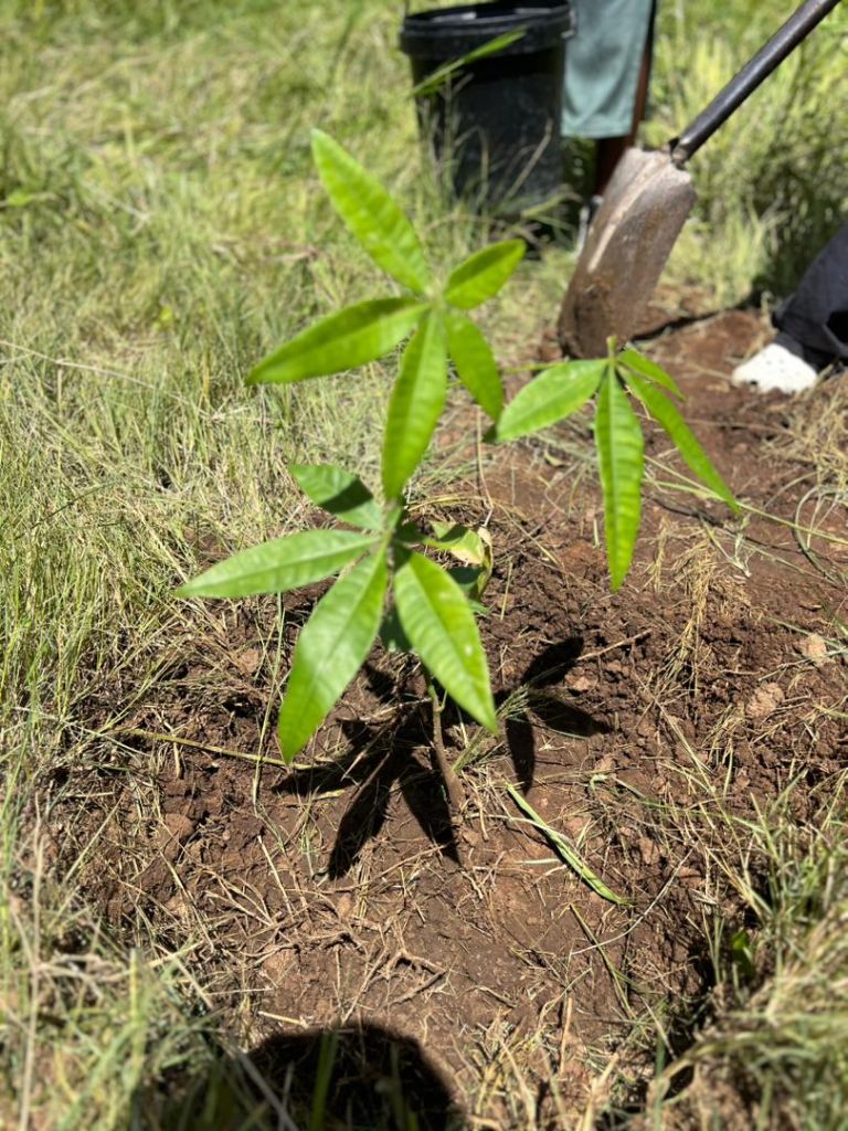 Close-up of a newly planted sapling during a YES Zimbabwe tree planting initiative